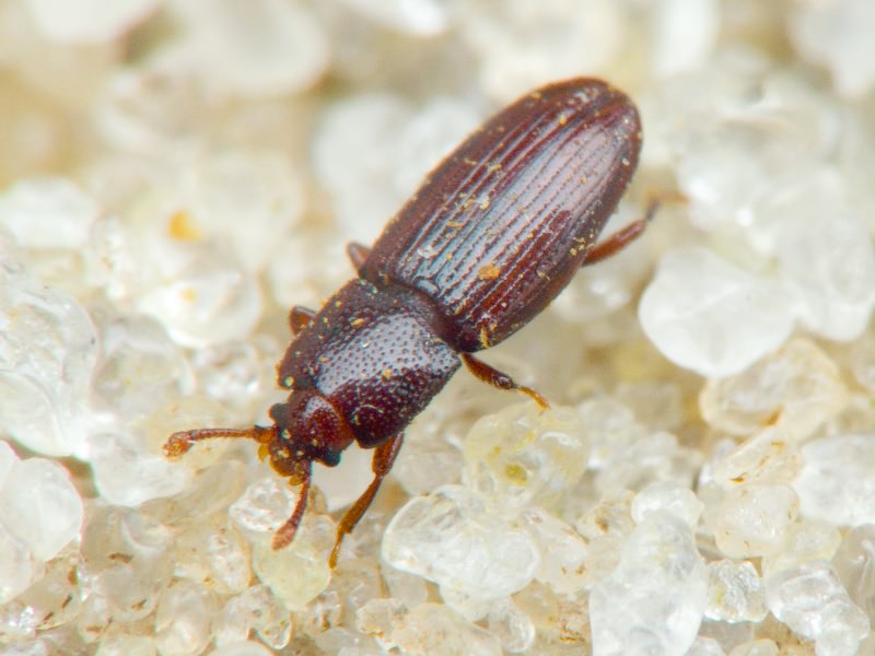 Cerylon ferrugineum Stephens, 1830